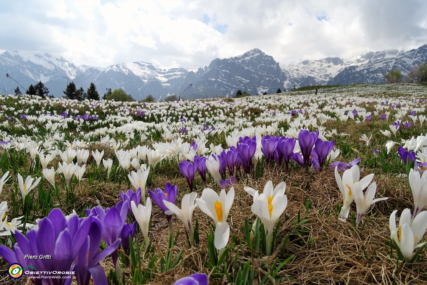 60 Distese di crocus bianchi e violetto.JPG